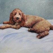 Animal Portraits