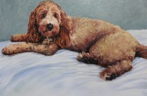 Animal Portraits